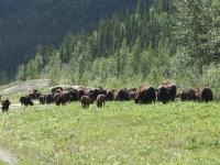 Herd of Bison